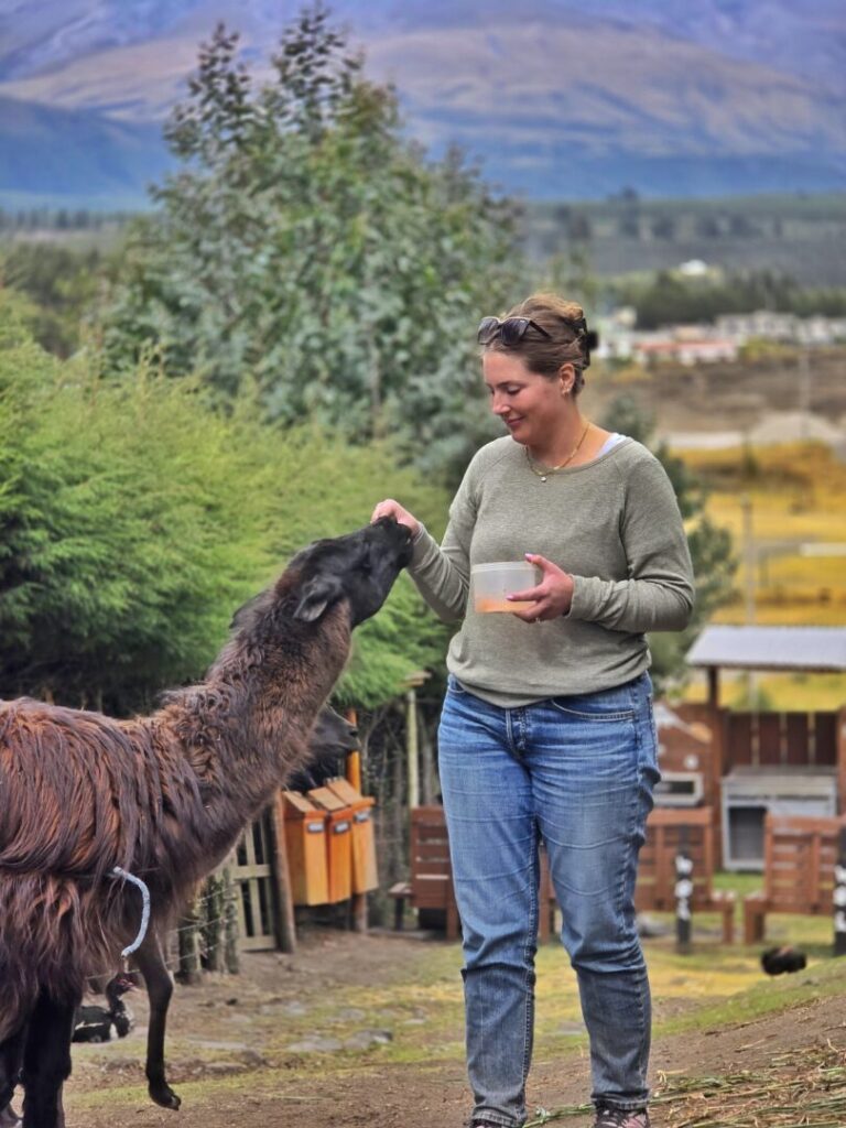 Feeding-llamas-cotopaxi