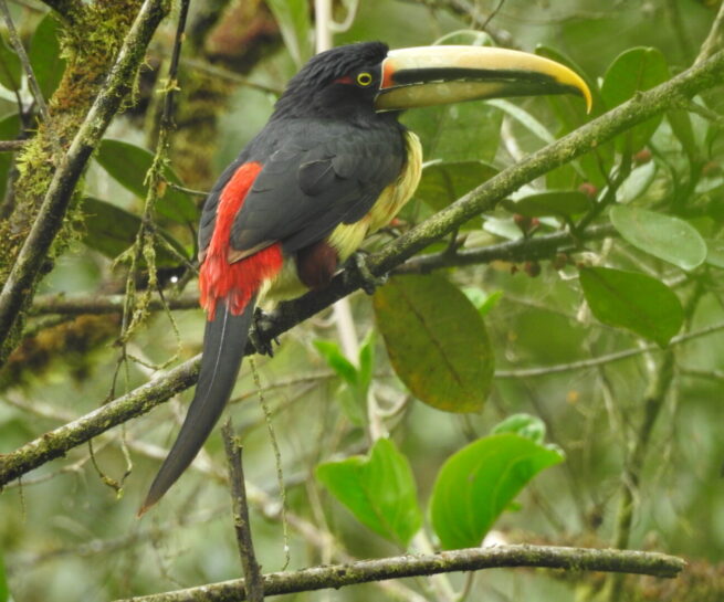 Mindo Cloud Forest Birding Hiking and Waterfalls Day Tour