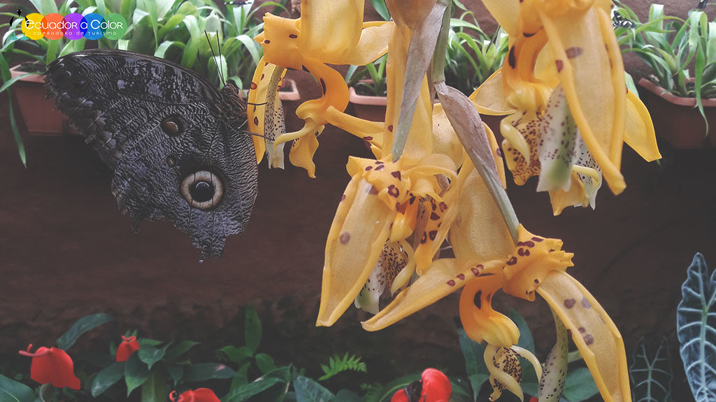Mindo Cloud Forest Adventure Day Tour Mindo Cloud Forest Adventure Day Tour