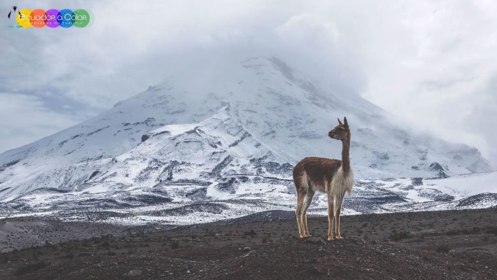 Chimborazo Climbing Tour 2 days Chimborazo Climbing Tour 2 days