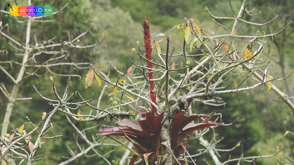 Tour Pululahua Crater Hike Full Day Tour Pululahua Crater Hike Full Day